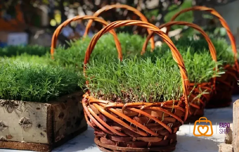 آموزش کاشت و نگهداری سبزه عید با تخم شربتی