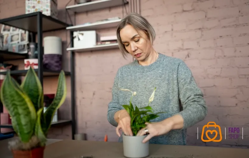 بهترین گیاهان آپارتمانی