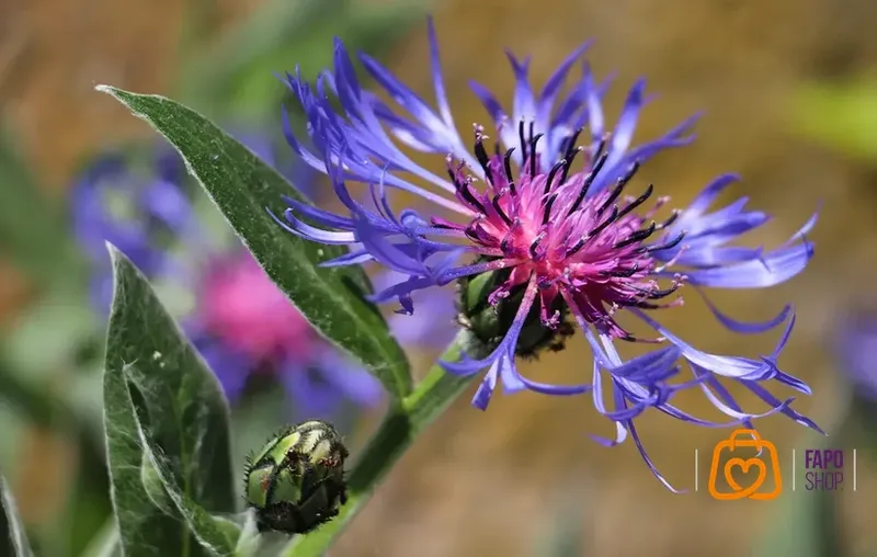 راهنمای جامع مصرف عرق کاسنی و شاتره برای کبد چرب