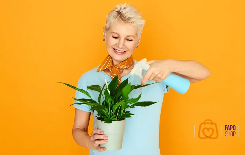 گیاهان آپارتمانی را بخرید، زندگی را زیباتر کنید