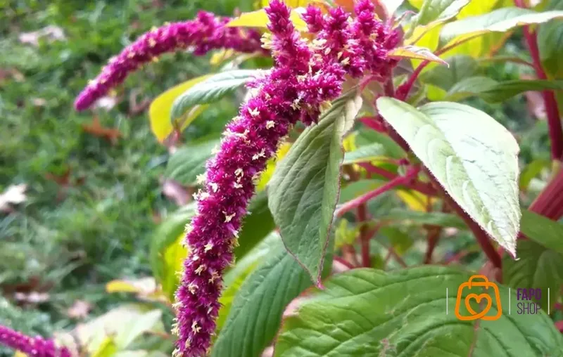  خواص تغذیه ای آمارانت؛ منبع بی پایان فیبر و پروتئین
